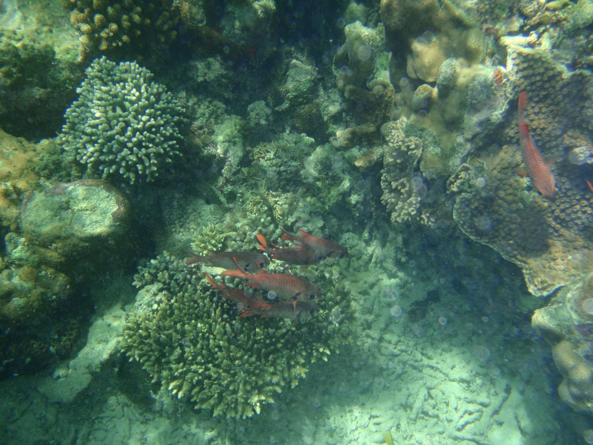 Steinkorallen und Rifffische im Kisite-Mpunguti-Meeresnationalpark