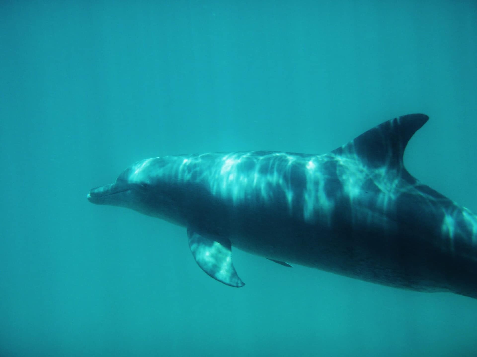 Ein Delfin unter Wasser im Kisite-Mpunguti-Meeresnationalpark