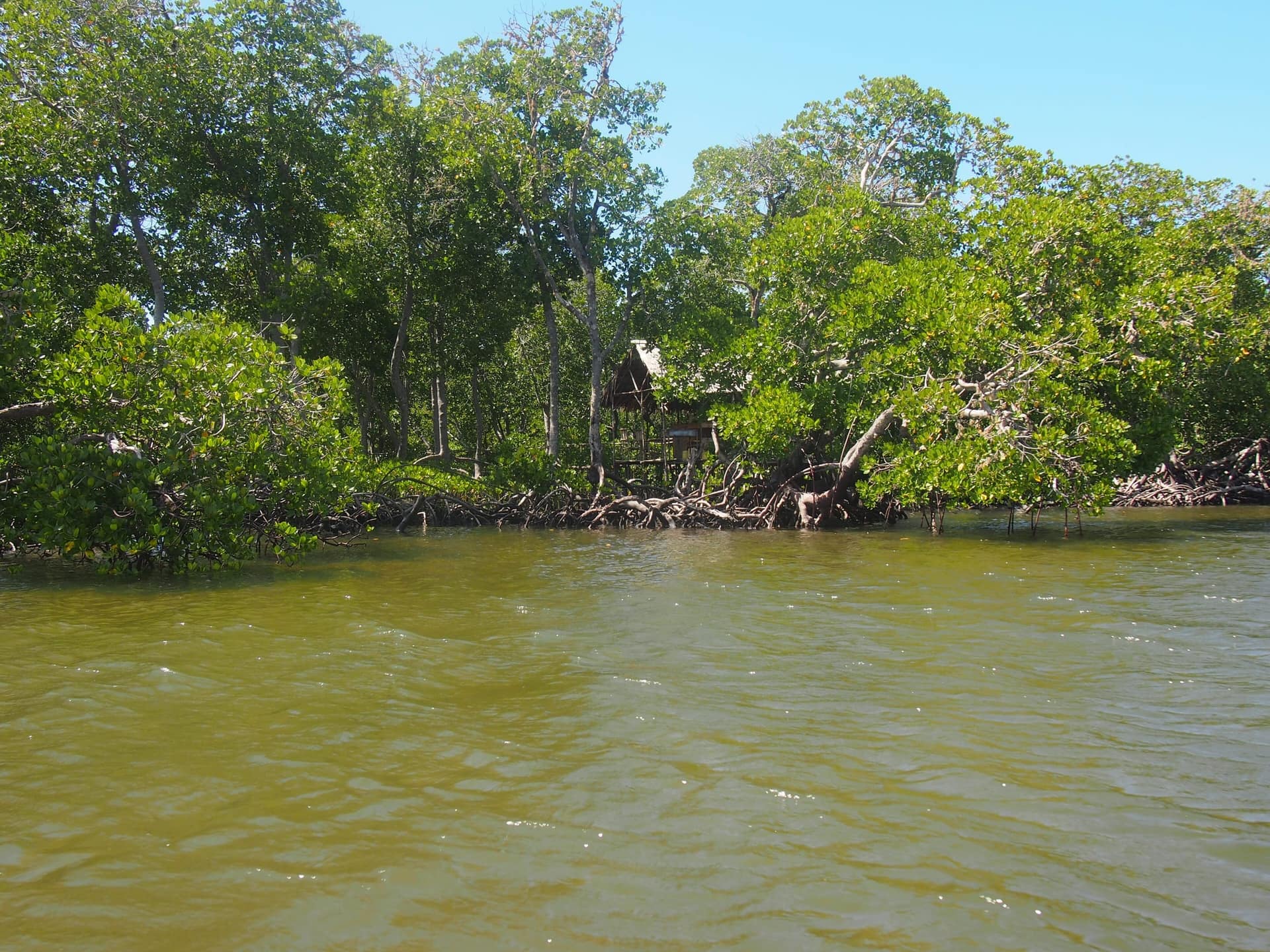 Mangrovie con l’alta marea lungo un canale di marea sulla costa del Kenya