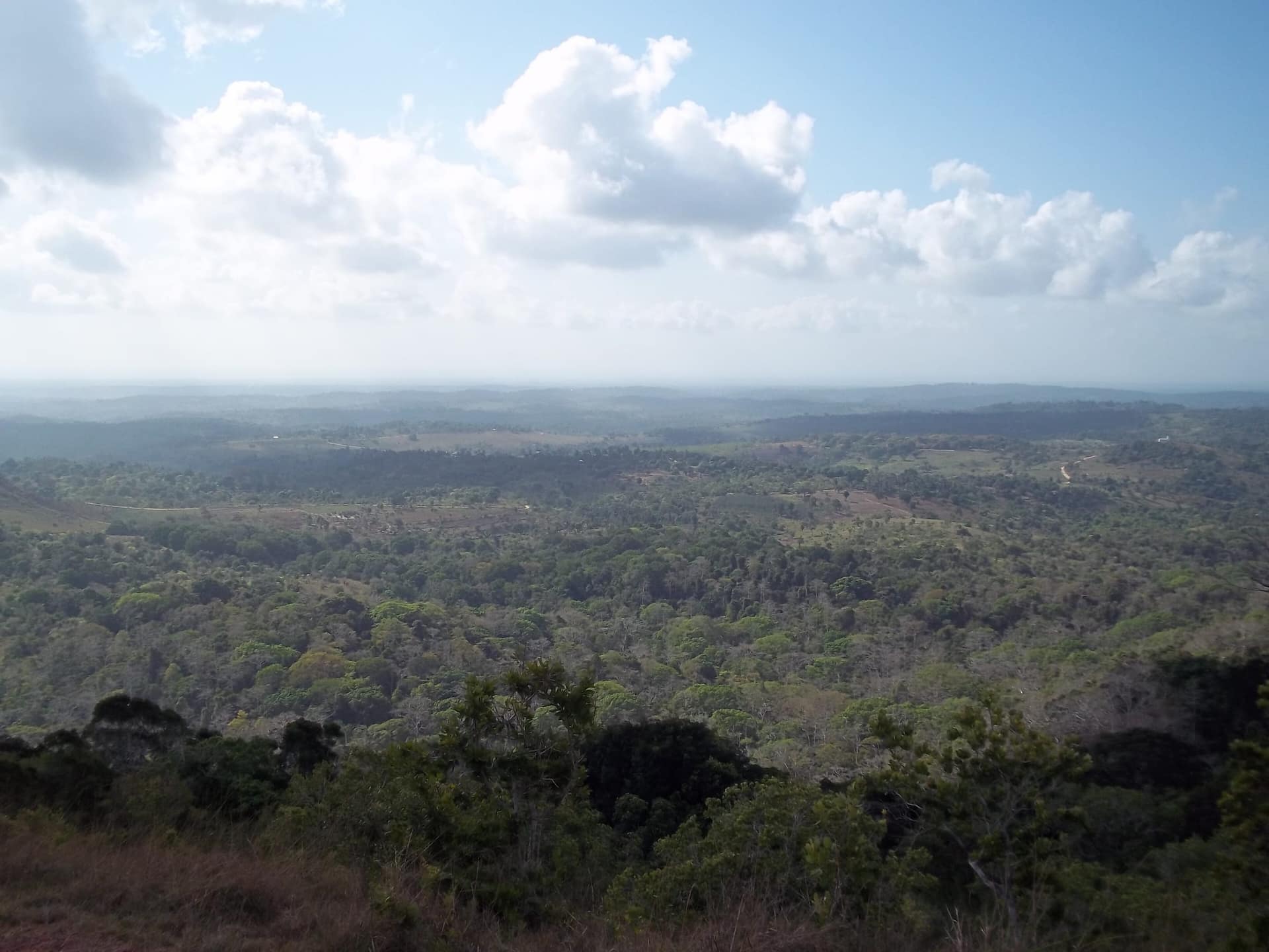 Colline di foresta e prateria nella Riserva Nazionale delle Shimba Hills