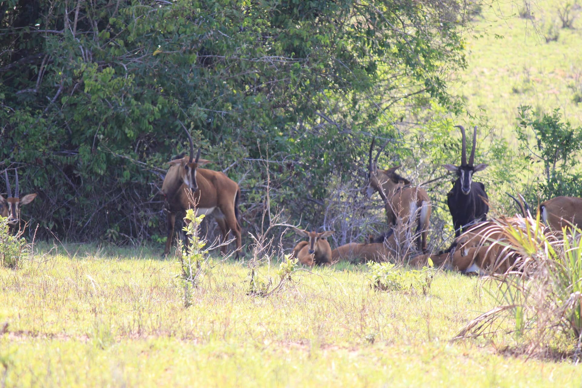 Rappenantilopen ruhen im Grasland des Nationalreservats Shimba Hills