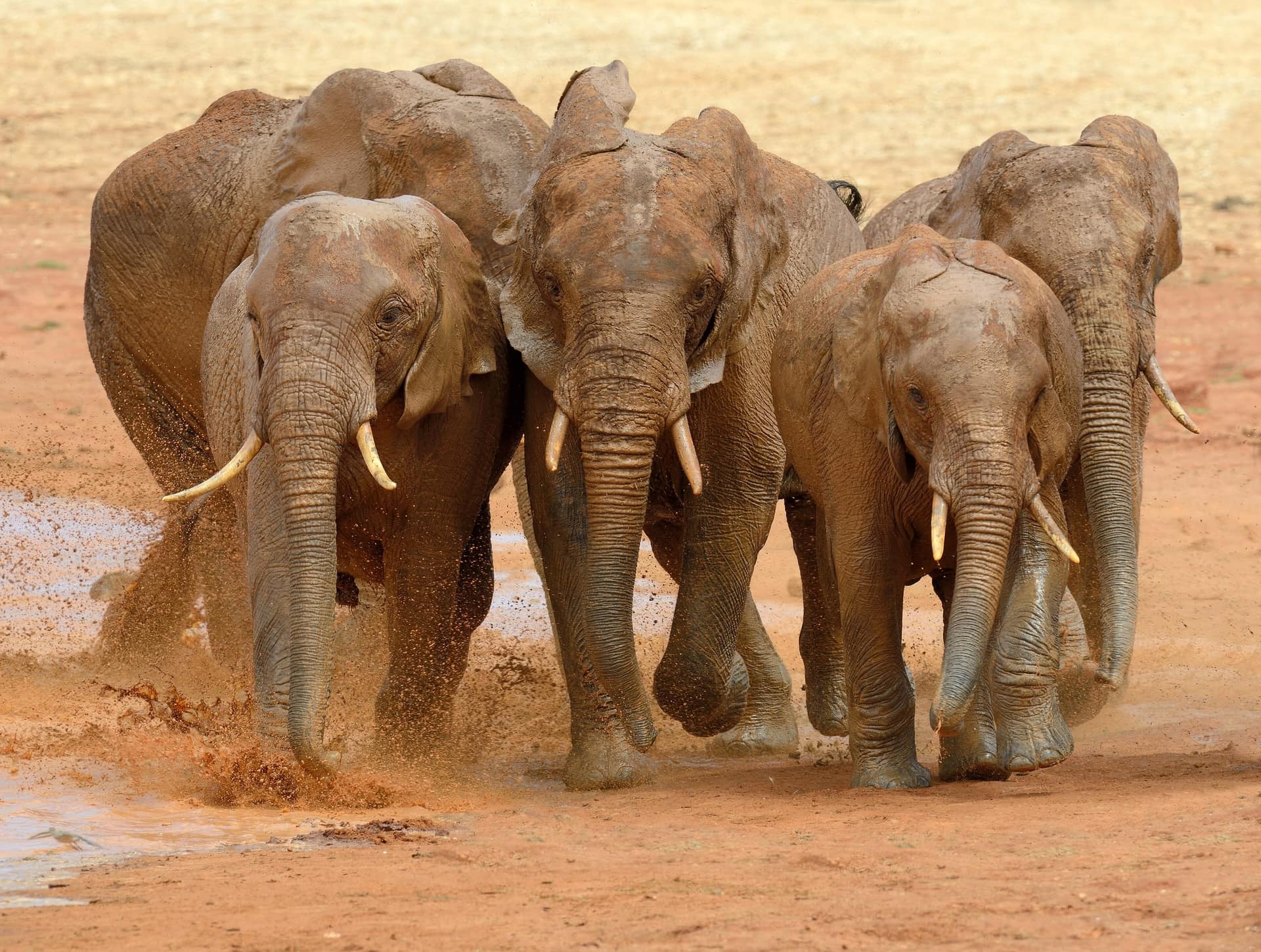 Elefanti che corrono nella polvere rossa del Parco Nazionale dello Tsavo