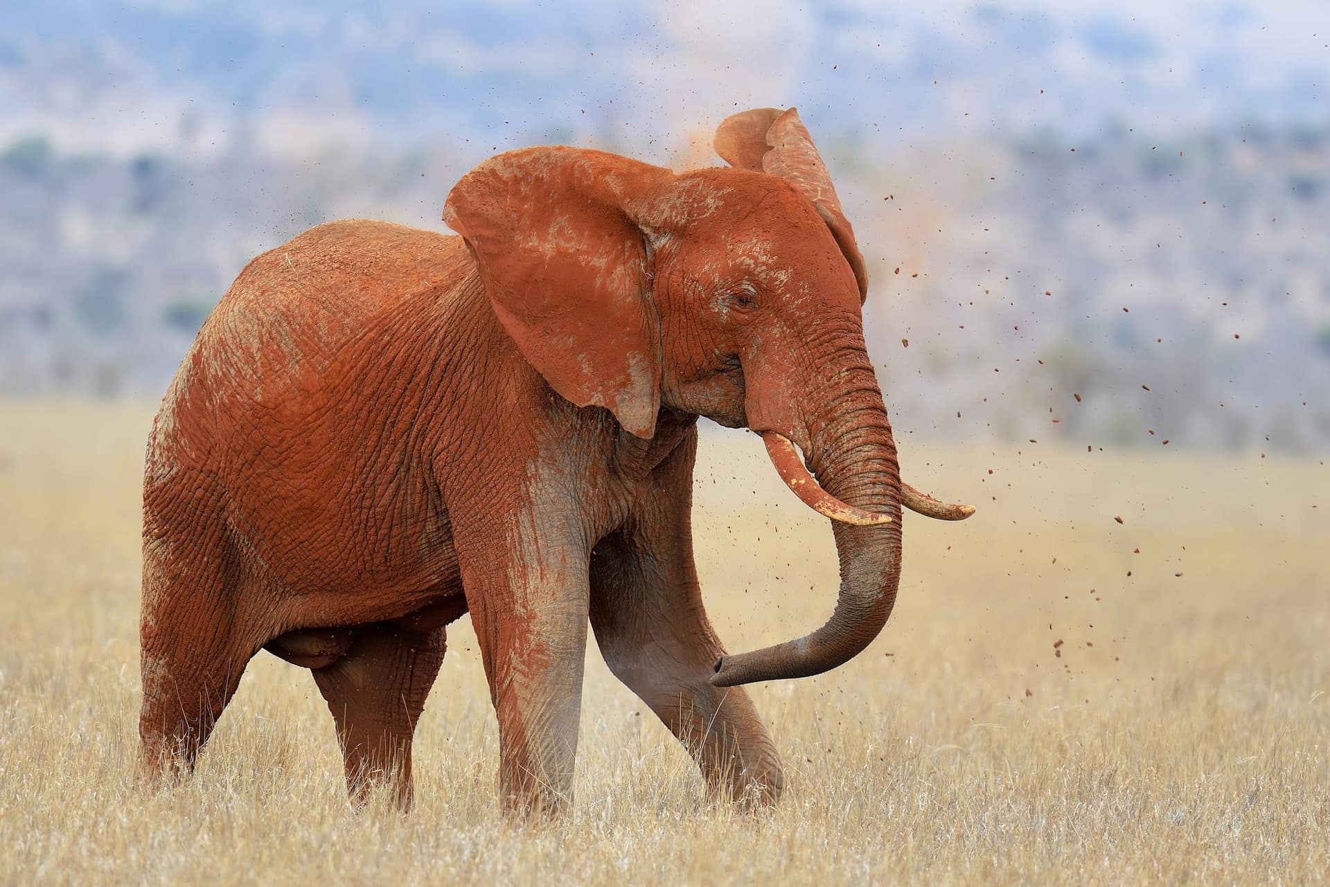 Ein rot gestaubter Elefant im Grasland des Tsavo-Ost-Nationalparks