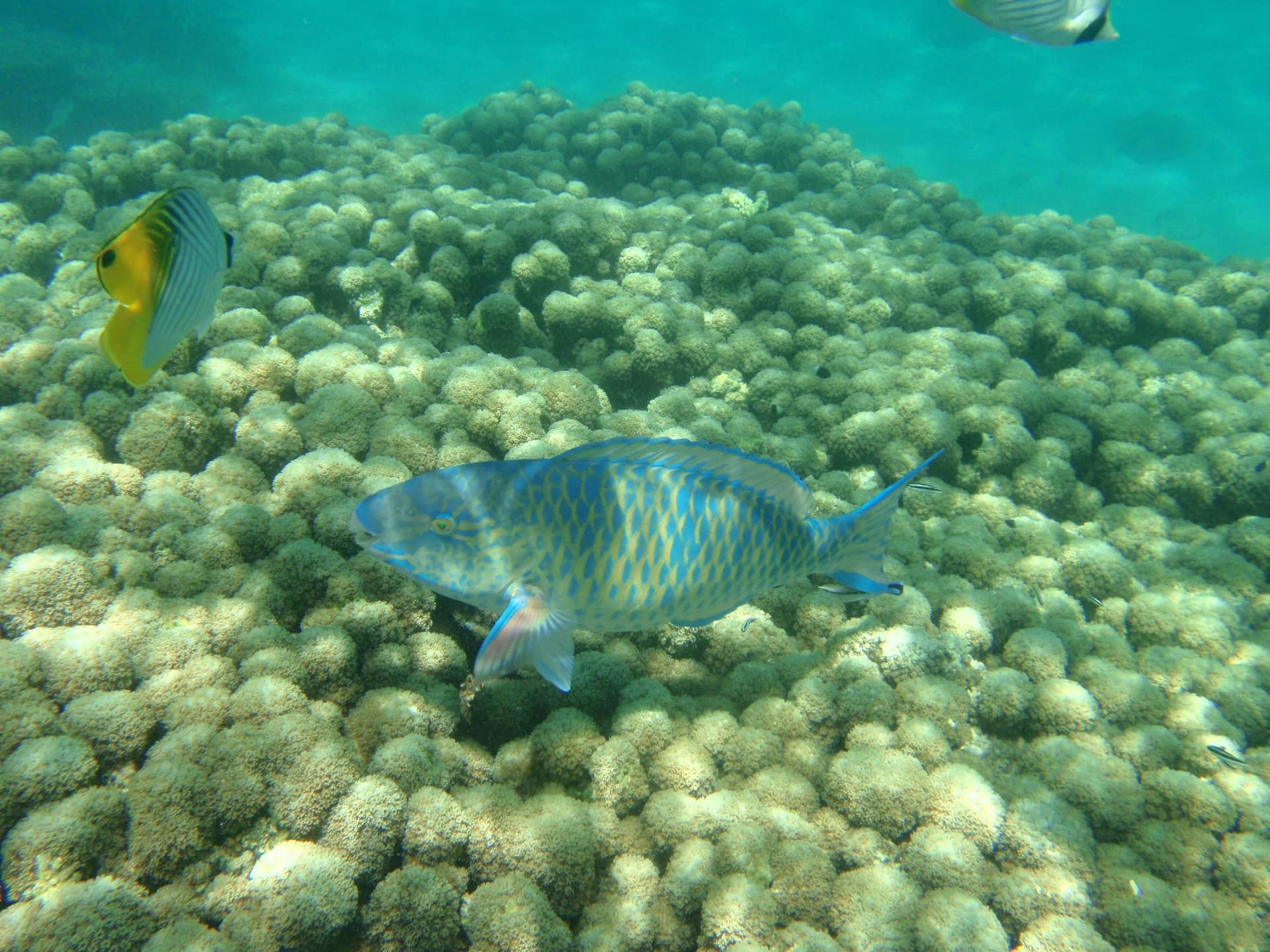 Ein Papageifisch über Korallen beim Schnorcheln im Kisite-Mpunguti-Meeresnationalpark
